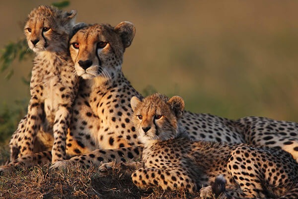 serengeti cheetah safari