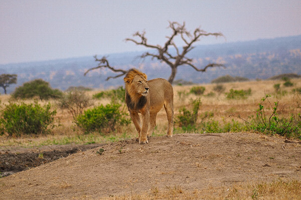 king lion serengeti