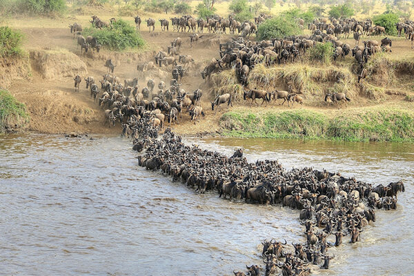 serengeti mara river crossing