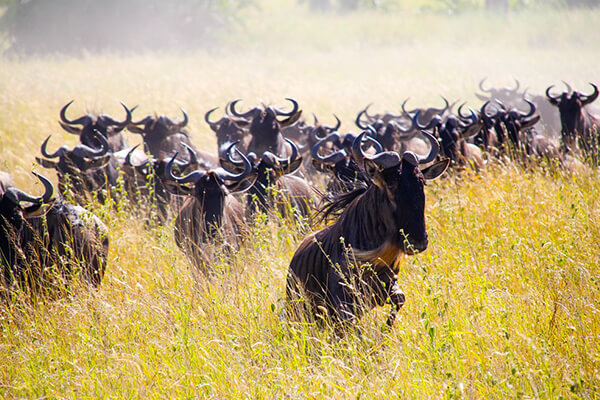wildbesst migration serengeti