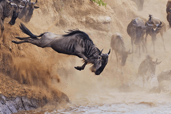 migration safaris river crossing