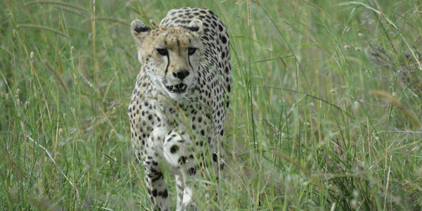 Cheetah