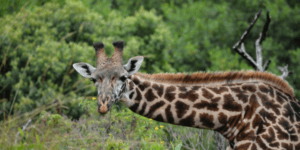 Arusha national park day trip