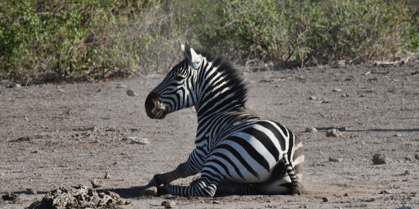 Zebra