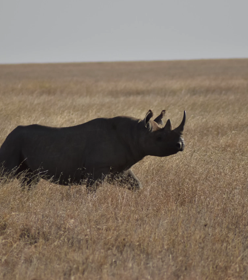 2-Day Tarangire & Ngorongoro Crater Safari