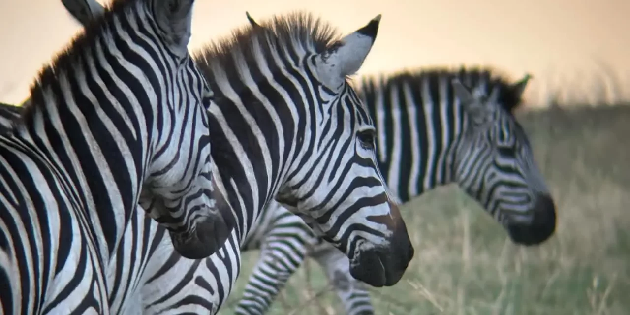 4-Day Best Tanzania Safari