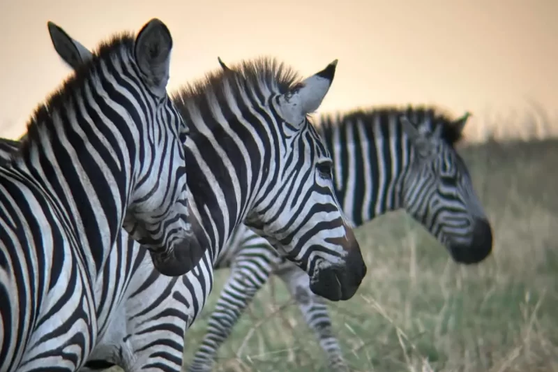 4-Day Best Tanzania Safari