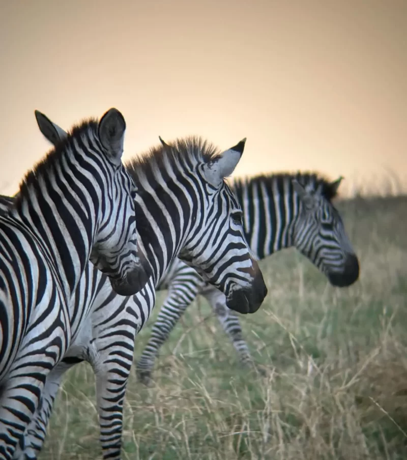 4-Day Best Tanzania Safari