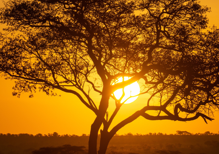 4 Days Tarangire, Serengeti & Ngorongoro Safari | Best Tanzania Safari Itinerary