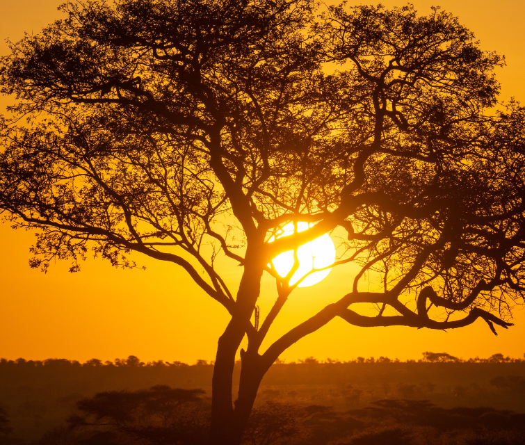 4 Days Tarangire, Serengeti & Ngorongoro Safari | Best Tanzania Safari Itinerary