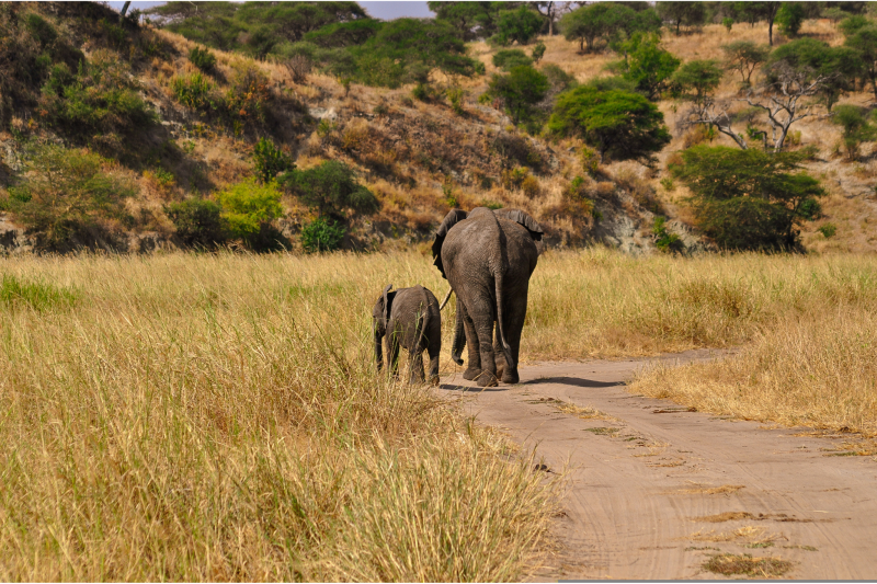2-Day Tarangire & Ngorongoro Crater Safari