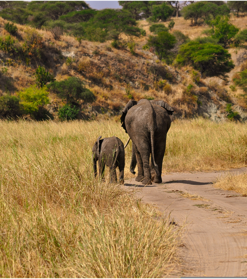 2-Day Tarangire & Ngorongoro Crater Safari
