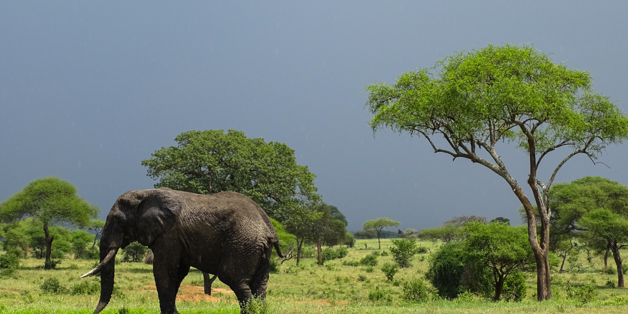 2 Day Group Safari Tarangire Ngorongoro
