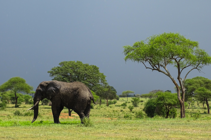 2 Day Group Safari Tarangire Ngorongoro