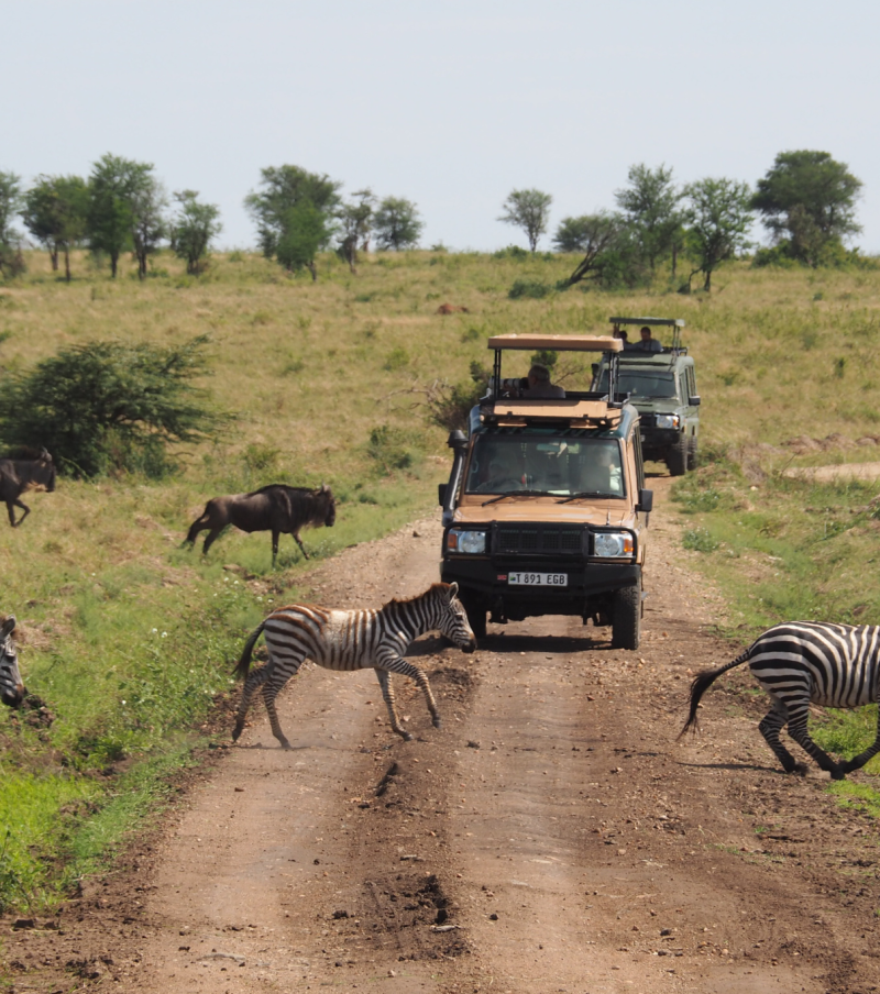 7-Day Tanzania Safari Odyssey