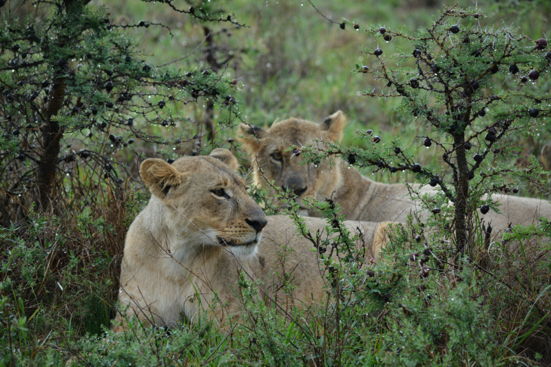13-Day Safari & Zanzibar Combo