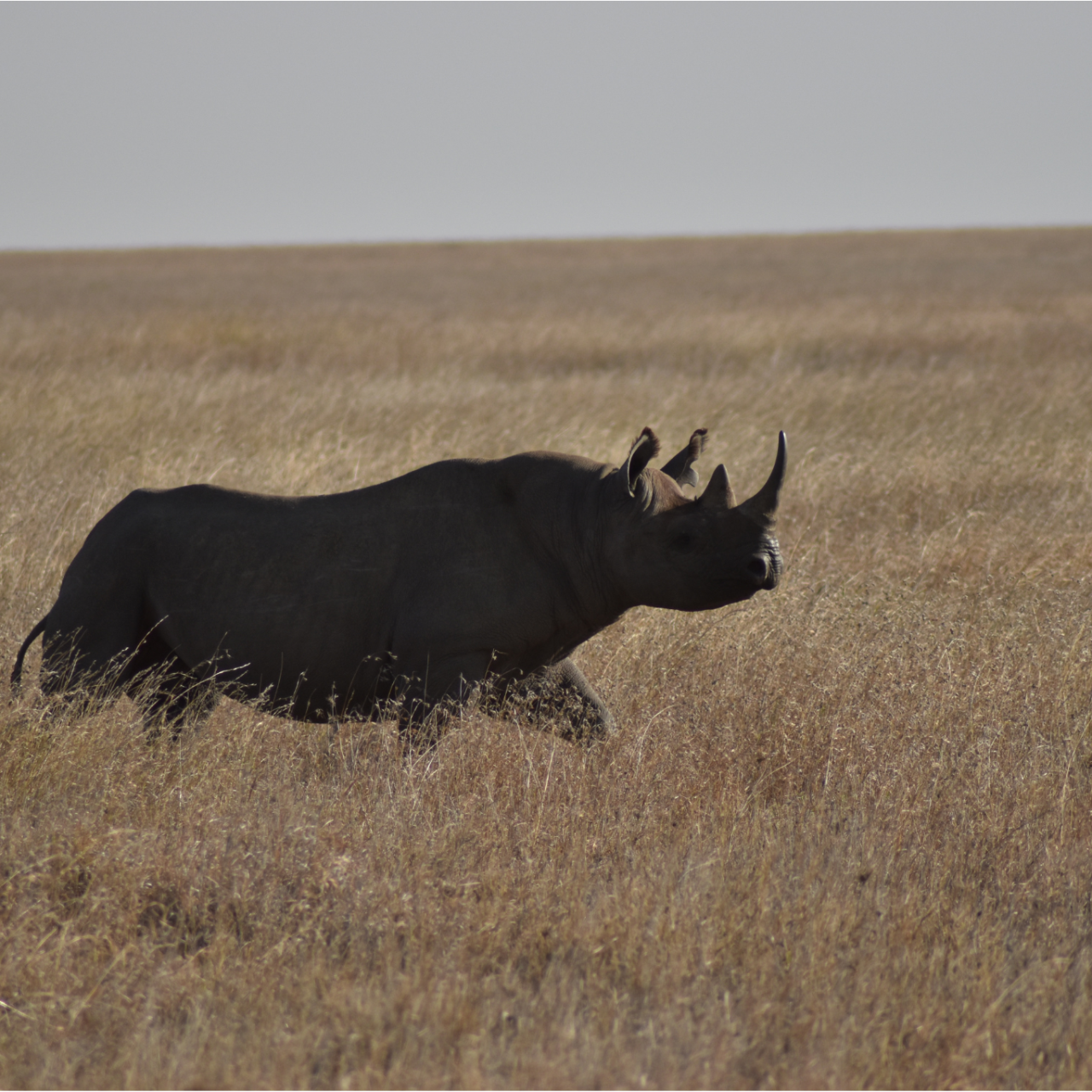 3-Day Wild Wonders - Tarangire, Ngorongoro & Manyara