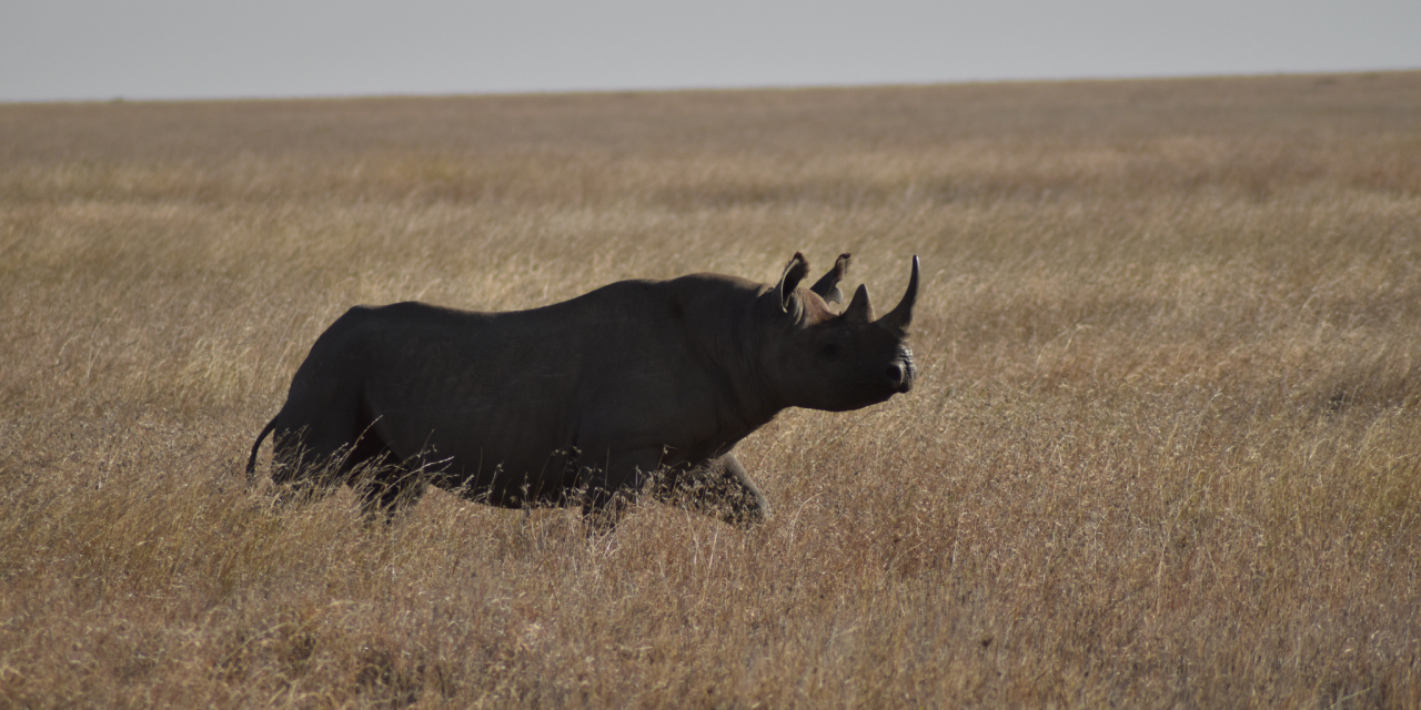 3-Day Wild Wonders – Tarangire, Ngorongoro & Manyara