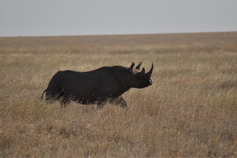 3-Day Wild Wonders - Tarangire, Ngorongoro & Manyara