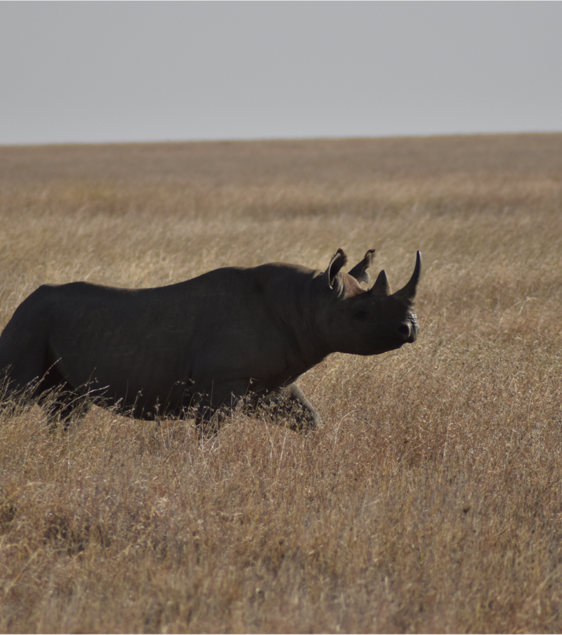 3-Day Wild Wonders - Tarangire, Ngorongoro & Manyara