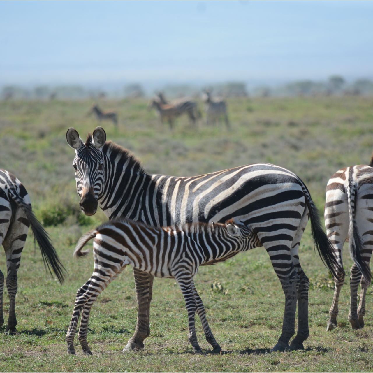 2-Day Fly-in Safari from Zanzibar to Tarangire & Crater