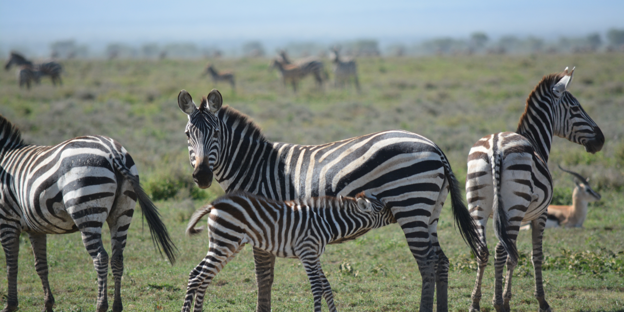 2-Day Fly-in Safari from Zanzibar to Tarangire & Crater