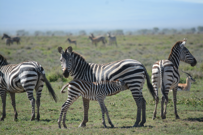 2-Day Fly-in Safari from Zanzibar to Tarangire & Crater