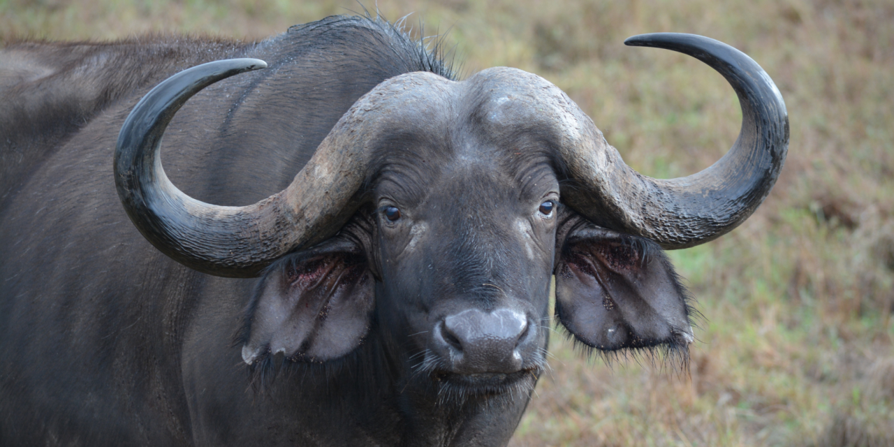 2-Day Tarangire & Lake Manyara Safari Escape