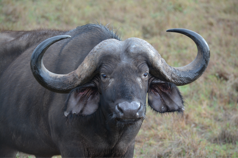 2-Day Tarangire & Lake Manyara Safari Escape