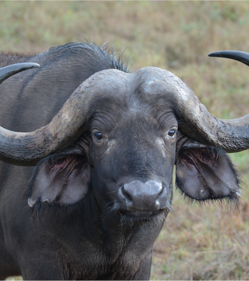 2-Day Tarangire & Lake Manyara Safari Escape