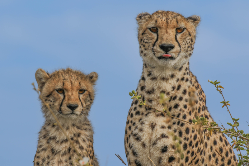 4-Day Tarangire, Serengeti & Crater - Big Five Safari