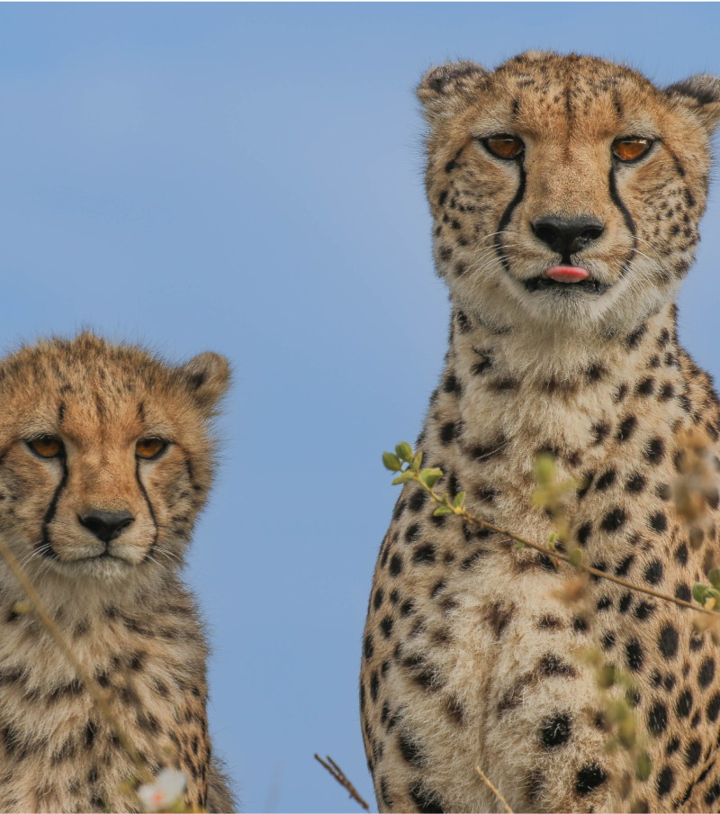 4-Day Tarangire, Serengeti & Crater - Big Five Safari