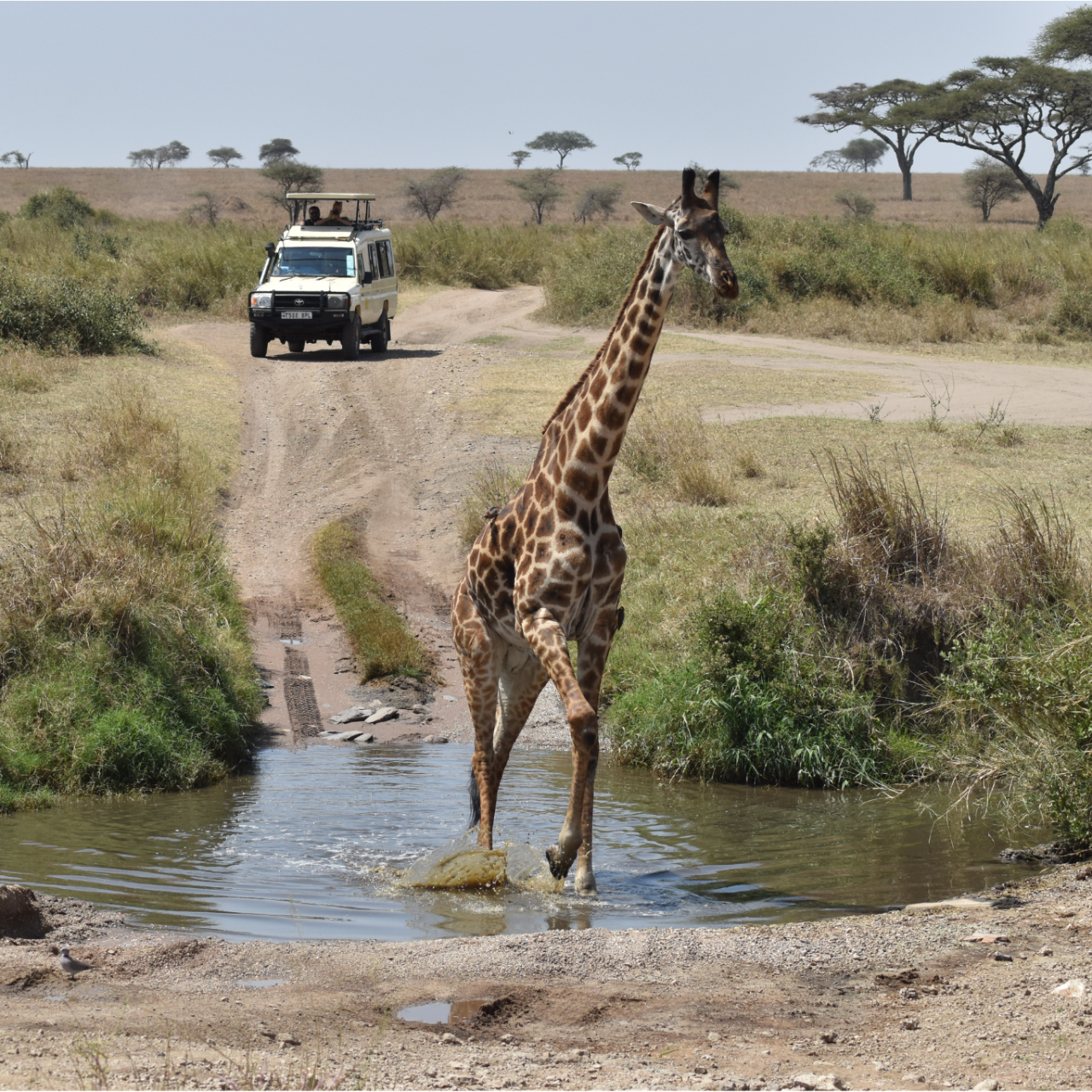 4-Day Shared Group Safari Tarangire, Serengeti & Crater