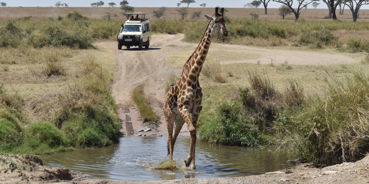 4-Day Shared Group Safari Tarangire, Serengeti & Crater