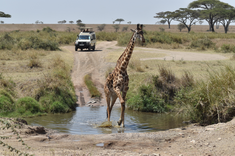 4-Day Shared Group Safari Tarangire, Serengeti & Crater