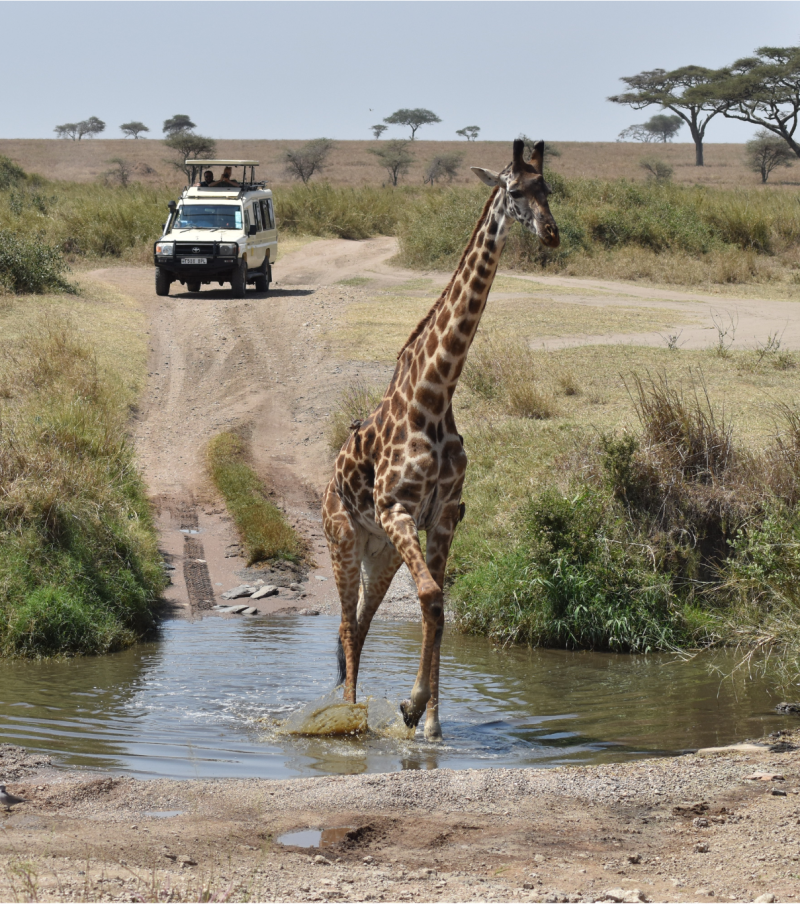 4-Day Shared Group Safari Tarangire, Serengeti & Crater