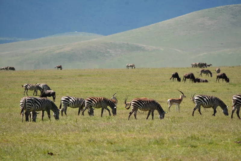 2-Day Tarangire & Ngorongoro Crater Safari