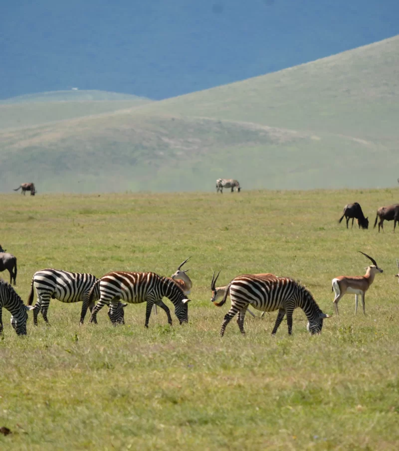2-Day Tarangire & Ngorongoro Crater Safari