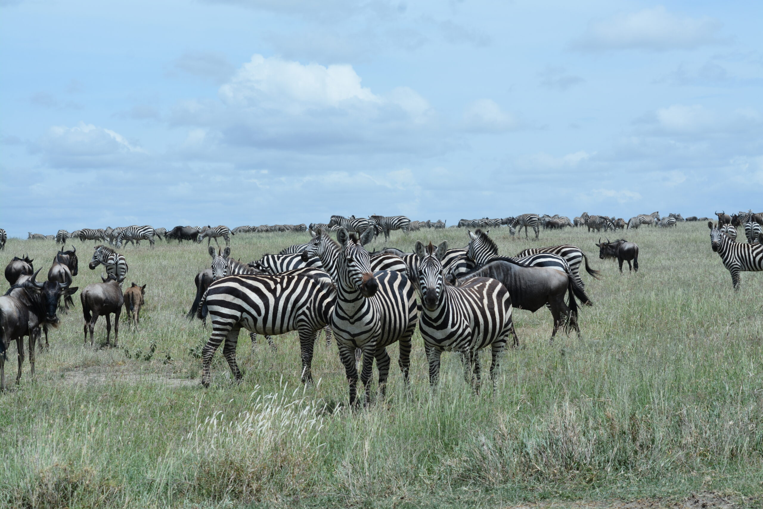 3-Day Wild Wonders - Tarangire, Ngorongoro & Manyara