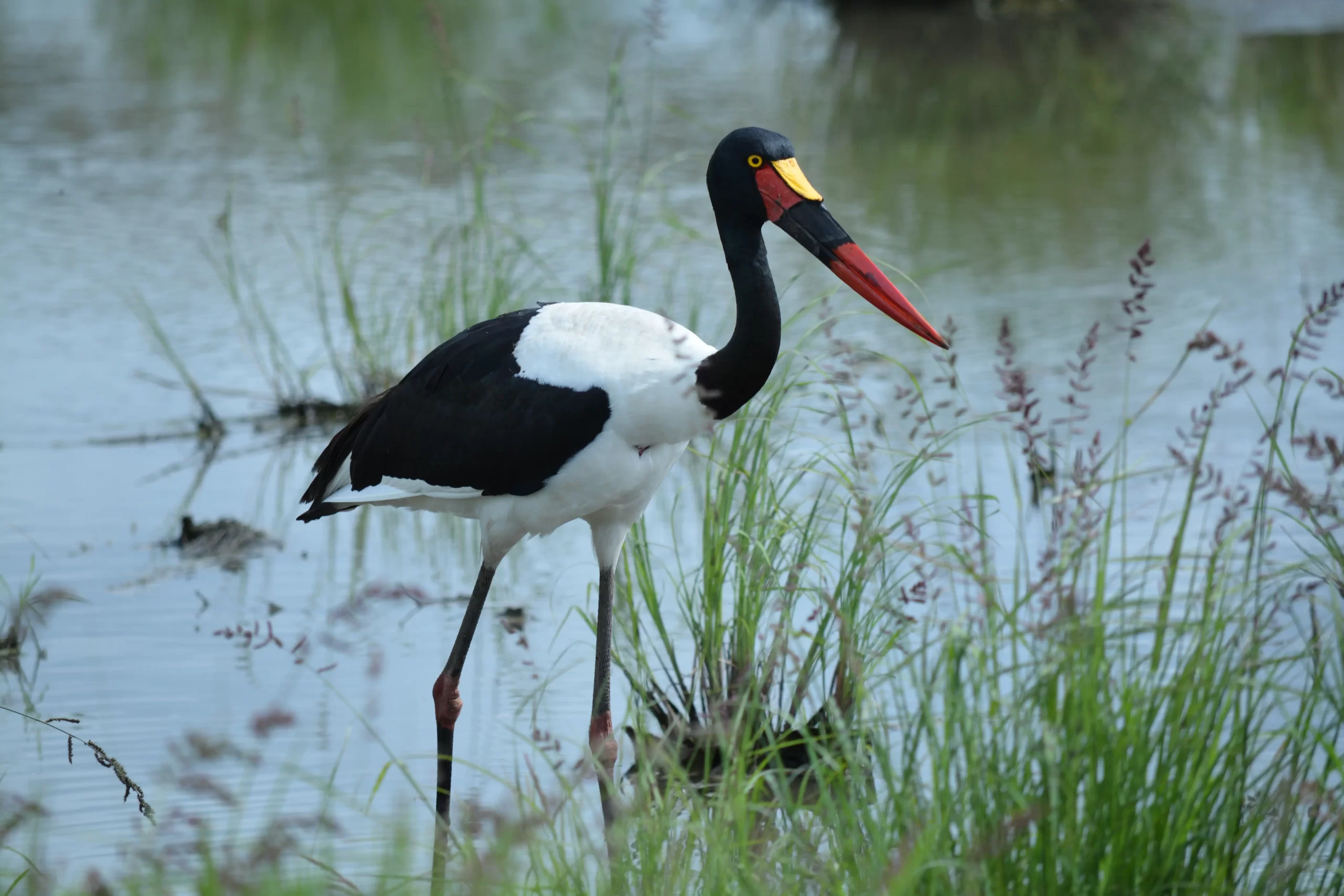 DSC_5486-scaled.webp DSC_5486-scaled.webp