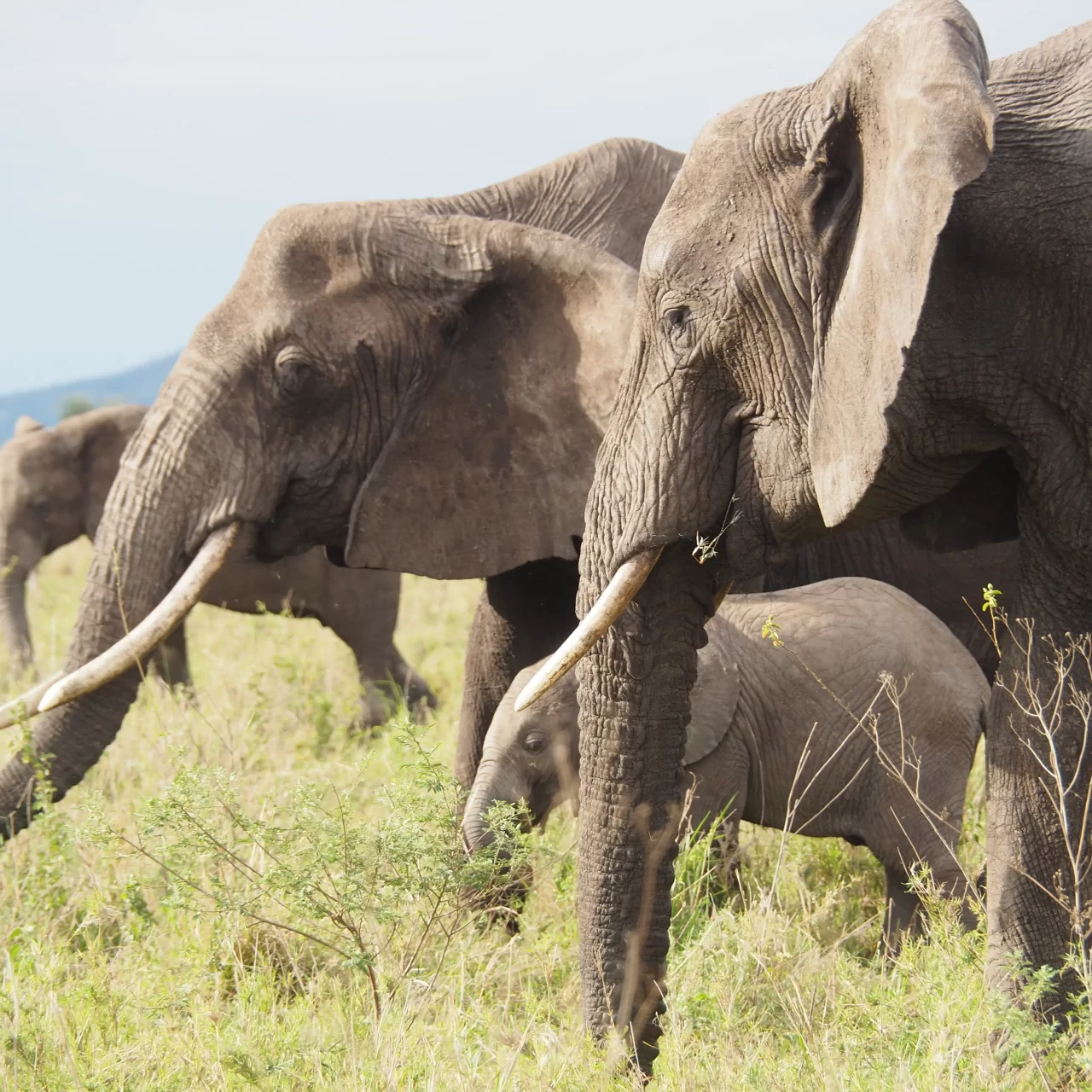3-Day Wild Wonders - Tarangire, Ngorongoro & Manyara