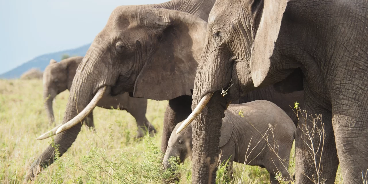 3-Day Wild Wonders – Tarangire, Ngorongoro & Manyara