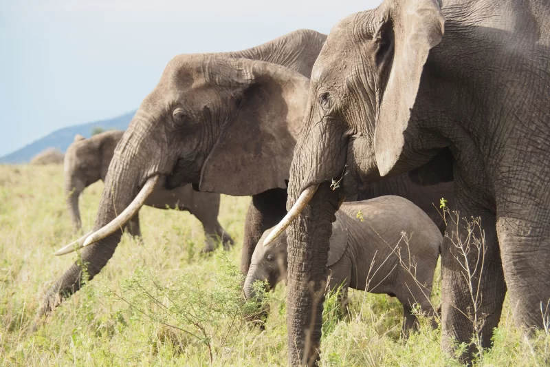 3-Day Wild Wonders - Tarangire, Ngorongoro & Manyara