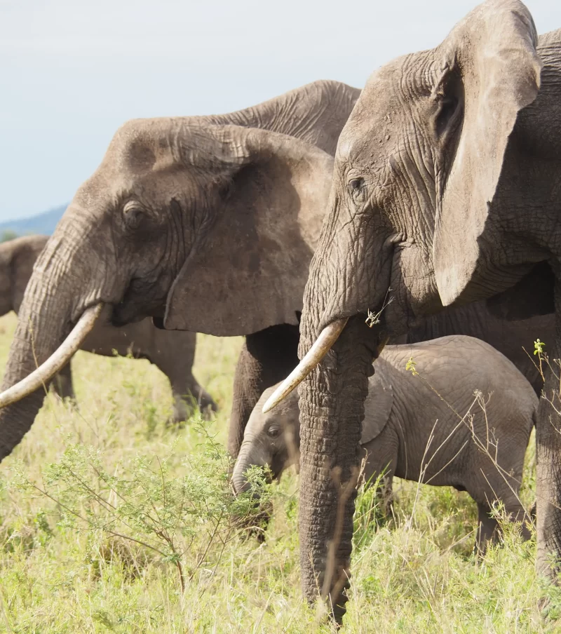 3-Day Wild Wonders - Tarangire, Ngorongoro & Manyara