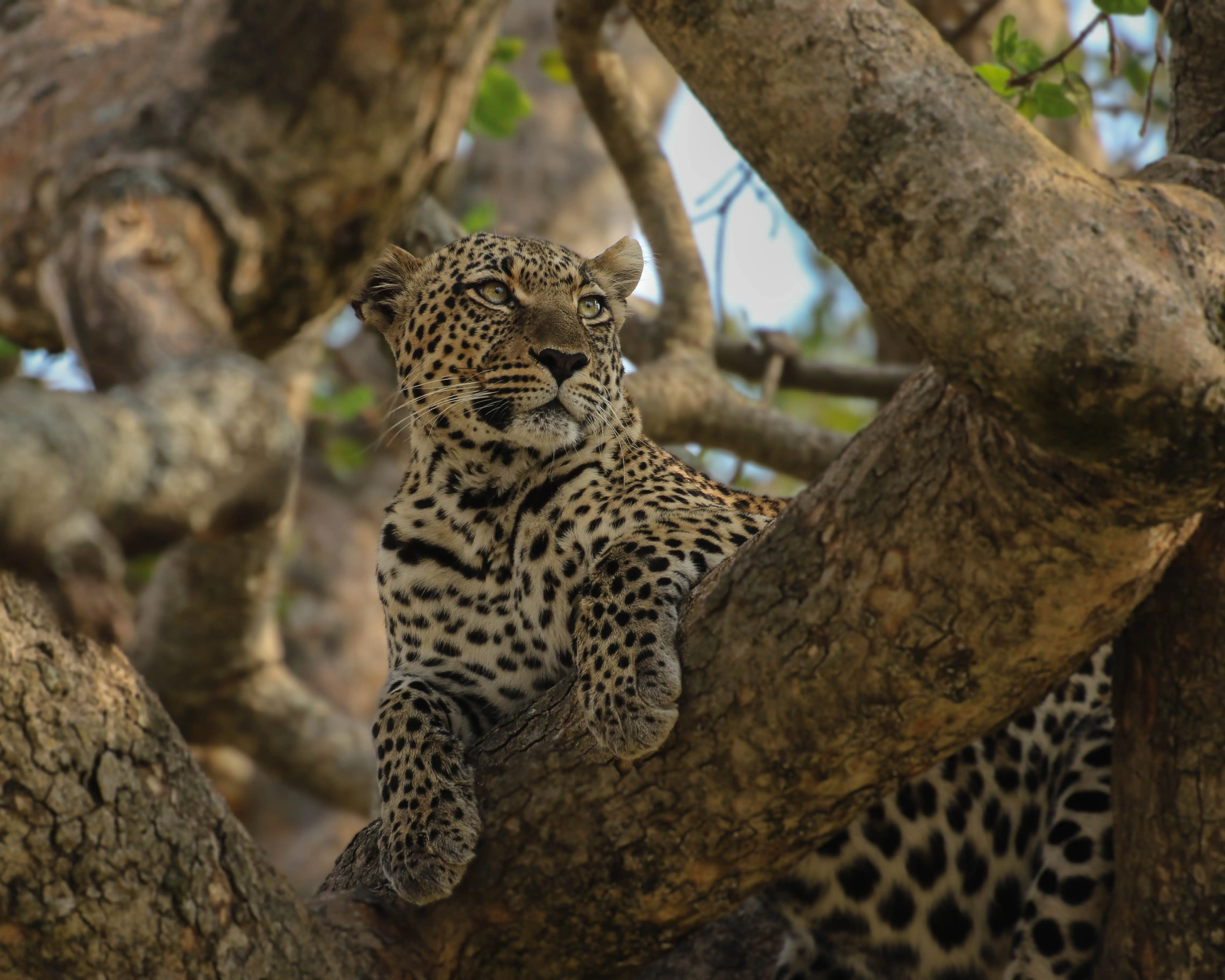 7-Day Tanzania Safari Odyssey