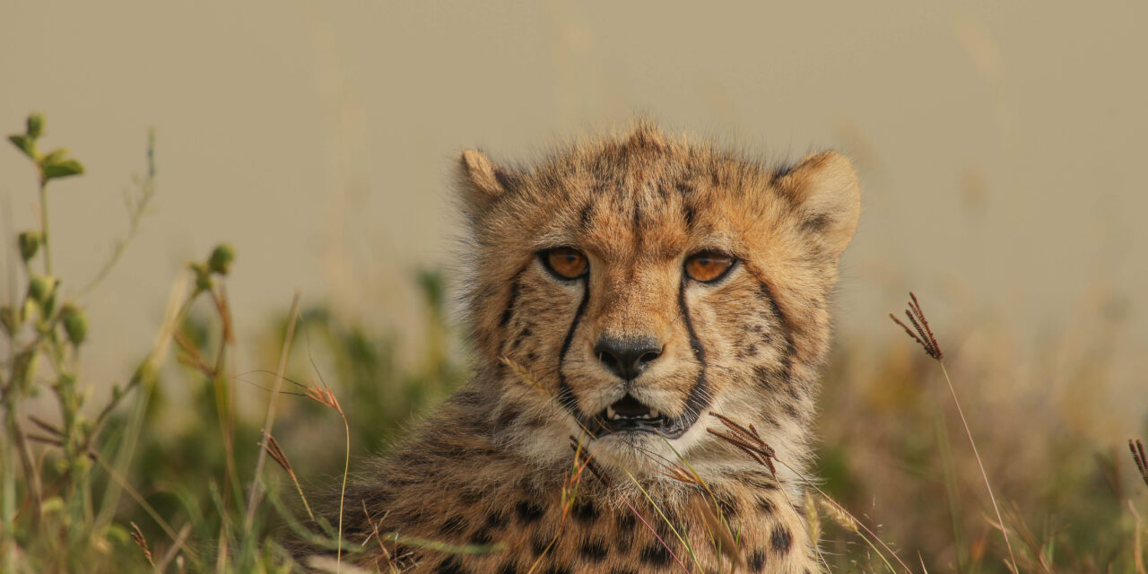 3-Day Safari Serengeti & Ngorongoro