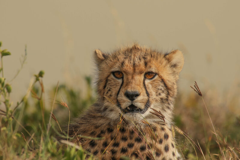 3-Day Safari Serengeti & Ngorongoro