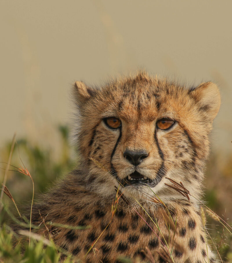 3-Day Safari Serengeti & Ngorongoro