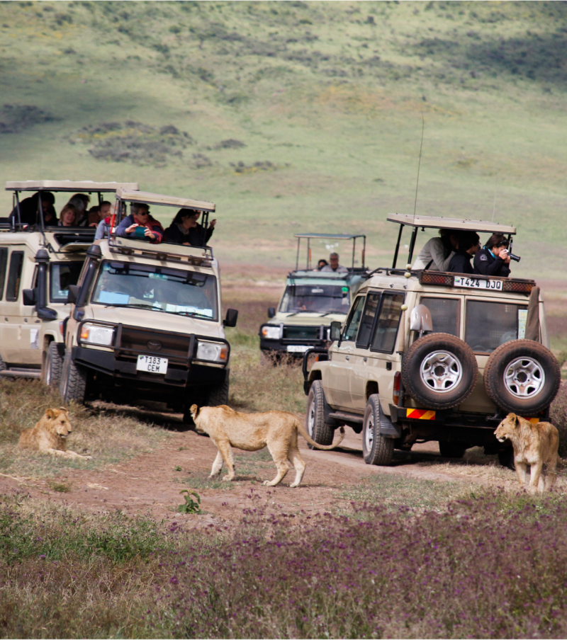 4-Day Best Tanzania Safari