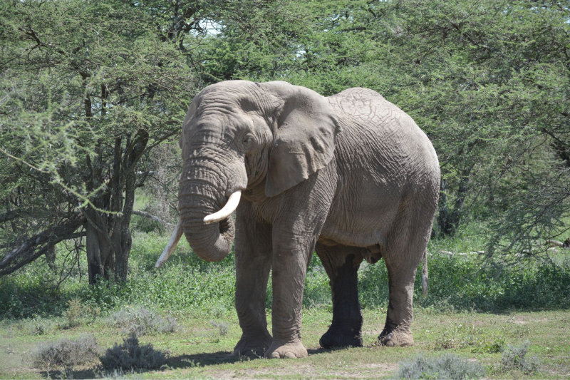 2-Day Tarangire & Ngorongoro Crater Safari